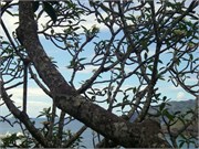 Hiva Oa_IMGP1603